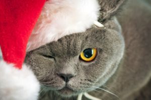 holidays, Christmas, Seasonal, Cats, Eye