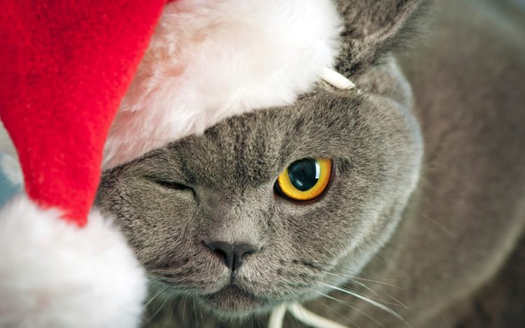 holidays, Christmas, Seasonal, Cats, Eye HD Wallpaper Desktop Background