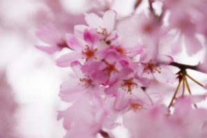 pink, Cherry, Blossoms