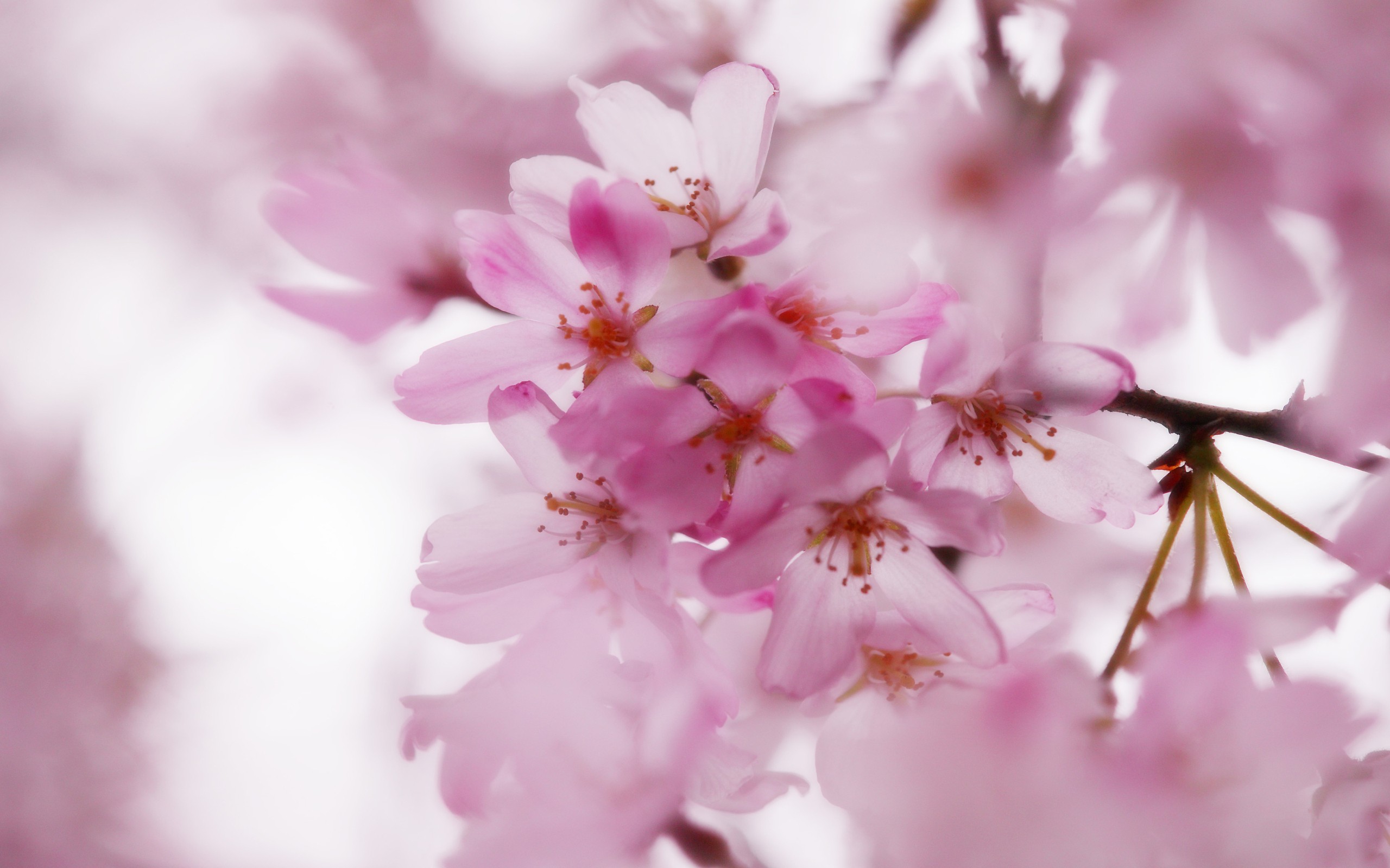 pink, Cherry, Blossoms Wallpaper