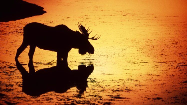 water, Sunset, Silhouettes, Deer, Wyoming, Rivers, Moose HD Wallpaper Desktop Background