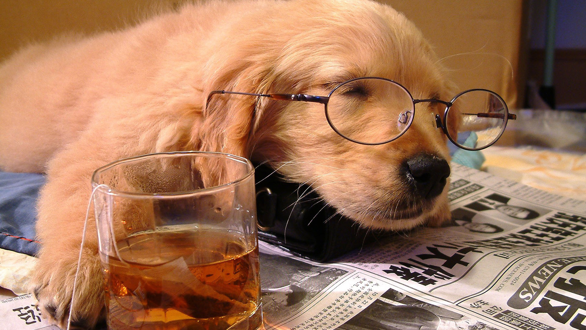 animals, Dogs, Puppy, Puppies, Fur, Face, Eyes, Ears, Nose, Whiskers, Glasses, Glass, Cup, Print, Paper, Drinks, Alcohol, Sleep, Cute, Situation, Humor, Funny Wallpaper