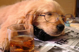 animals, Dogs, Puppy, Puppies, Fur, Face, Eyes, Ears, Nose, Whiskers, Glasses, Glass, Cup, Print, Paper, Drinks, Alcohol, Sleep, Cute, Situation, Humor, Funny