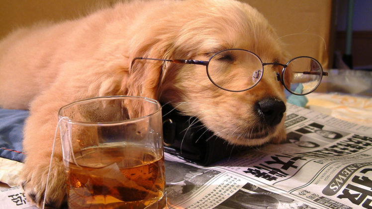 animals, Dogs, Puppy, Puppies, Fur, Face, Eyes, Ears, Nose, Whiskers, Glasses, Glass, Cup, Print, Paper, Drinks, Alcohol, Sleep, Cute, Situation, Humor, Funny HD Wallpaper Desktop Background