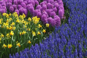 nature, Flowers, Daffodils, Hyacinths