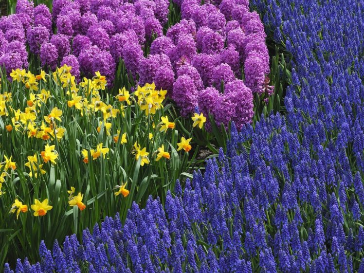 nature, Flowers, Daffodils, Hyacinths HD Wallpaper Desktop Background