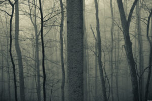 nature, Trees, Forests, Woods, Trunk, Haze, Fog, Mist, Dark, Bark, Spooky, Creepy, Autumn, Fall, Seasons