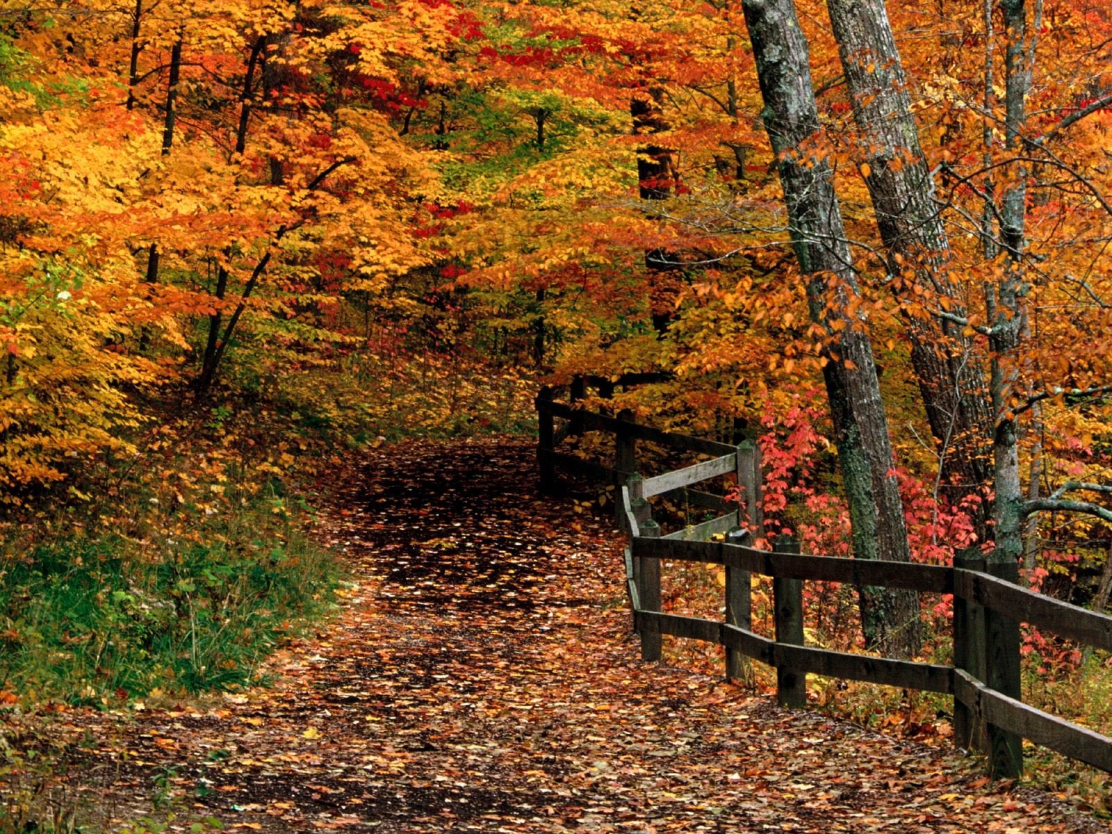 nature, Autumn Wallpaper