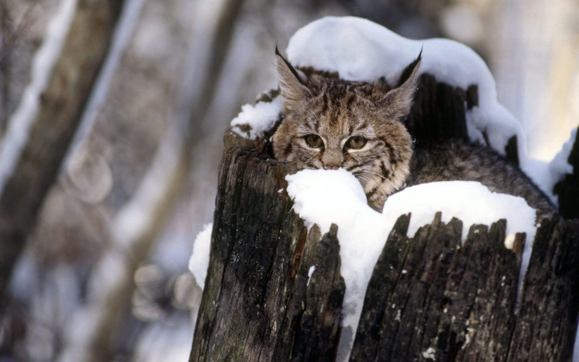 cats Wallpaper