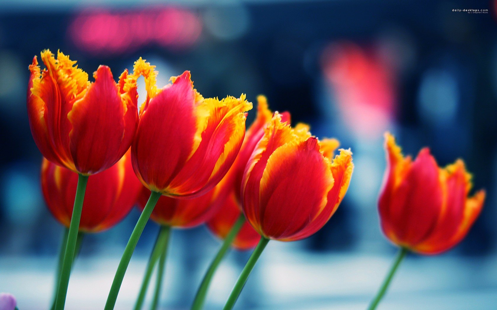nature, Flowers, Tulips Wallpaper