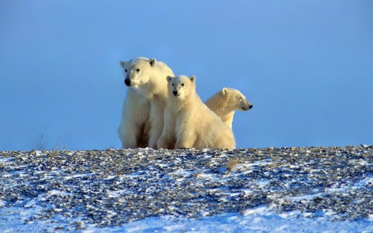 animals, Polar, Bears, Baby, Animals HD Wallpaper Desktop Background