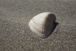 nature, Sand, Seashells