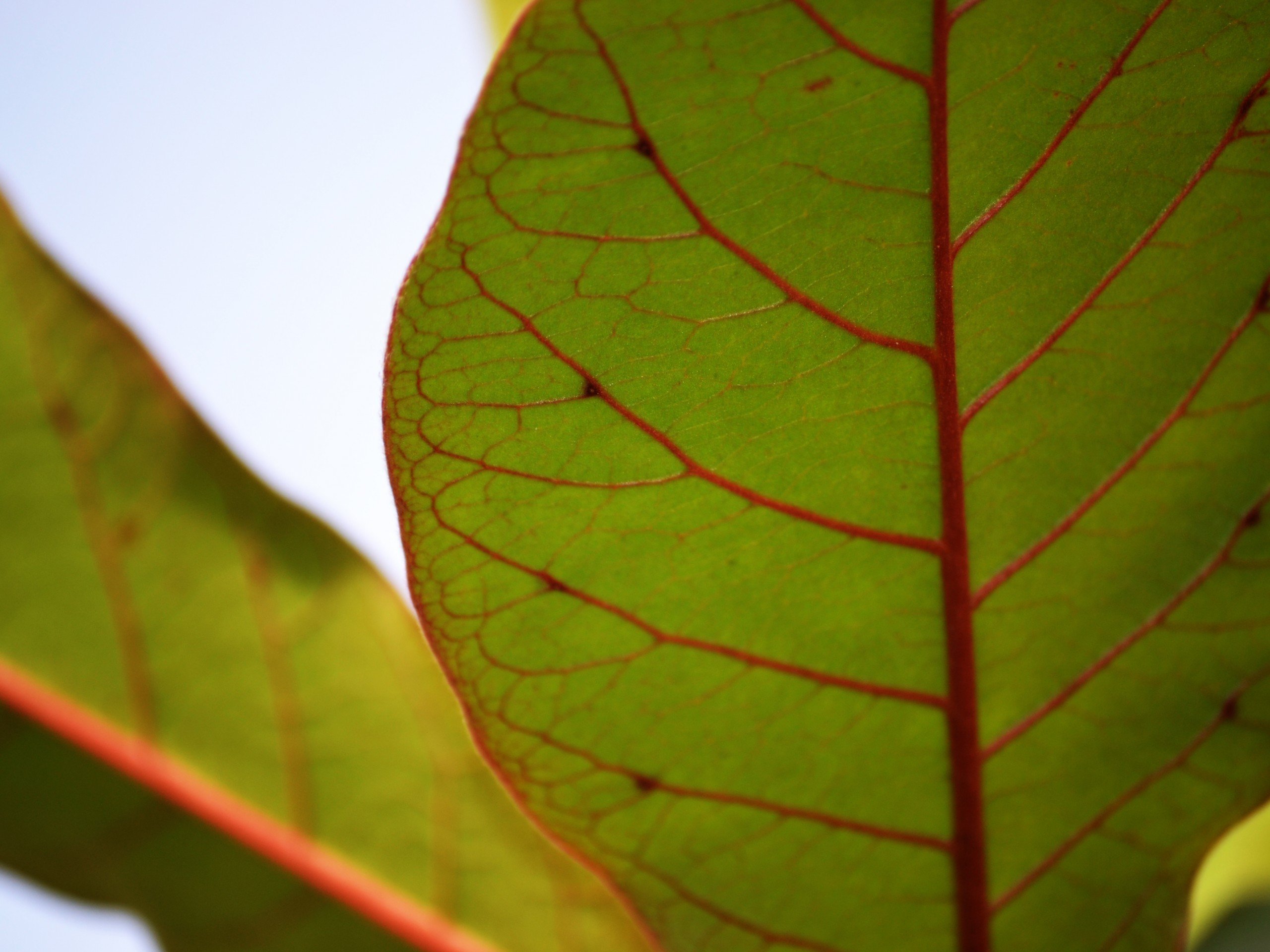 green, Nature, Wall, Leaves, Grass, Water, Drops, Macro, Flora, Floral Wallpaper