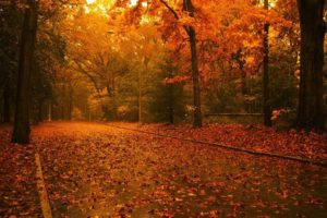landscapes, Nature, Trees, Autumn, Forests, Fallen, Leaves