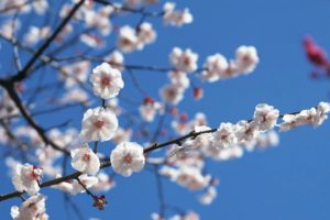 japan, Cherry, Blossoms, Flowers, Spring, White, Flowers