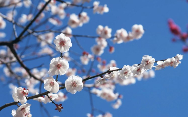japan, Cherry, Blossoms, Flowers, Spring, White, Flowers HD Wallpaper Desktop Background