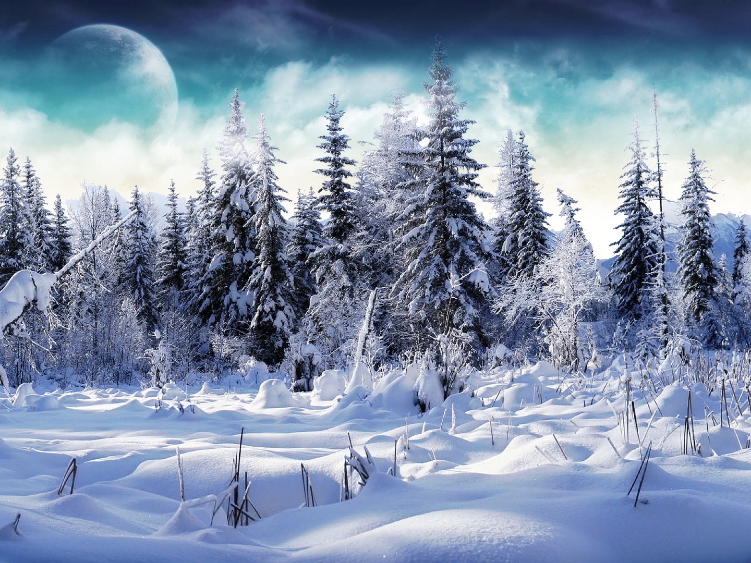 winter, Forests Wallpaper