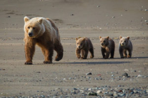 animals, Bears, Nature, Wildlife, Cubs, Babies, Alaska, Fur, Landscapes, Rocks, Sand