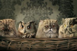 cats, Funny, Owls