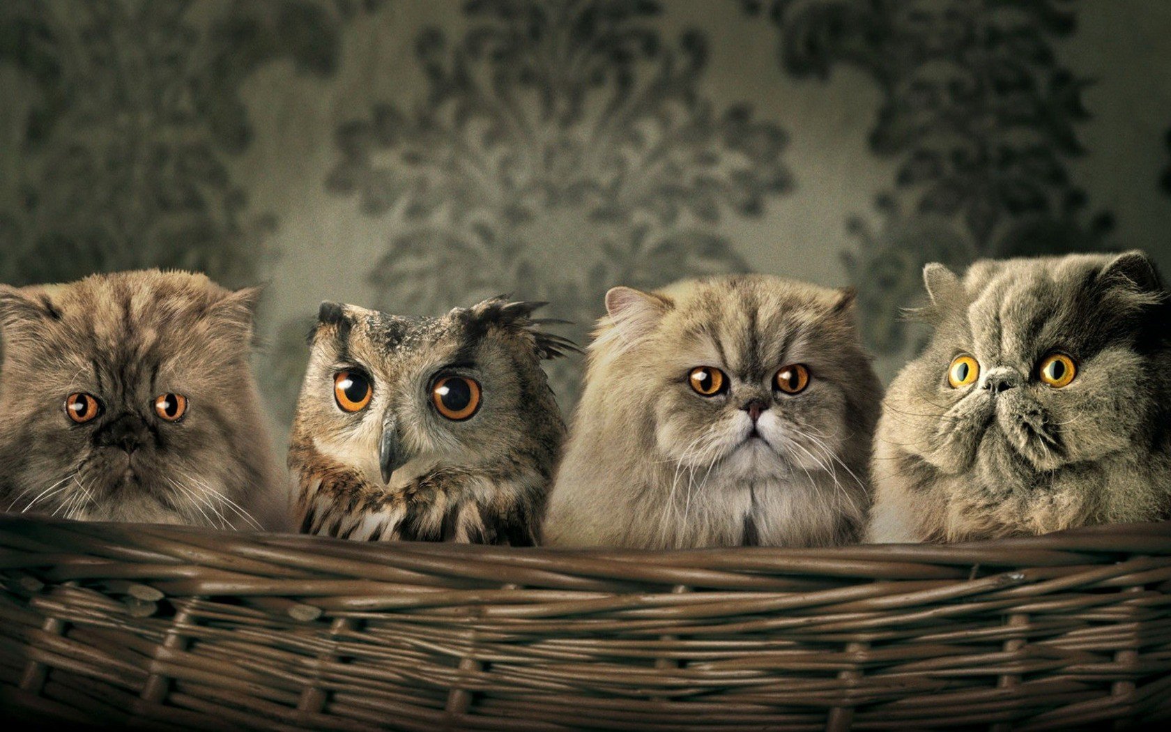 cats, Funny, Owls Wallpaper