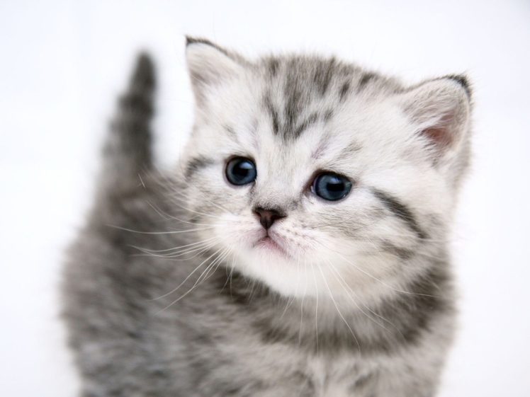 white, Cats, Blue, Eyes, Kittens HD Wallpaper Desktop Background