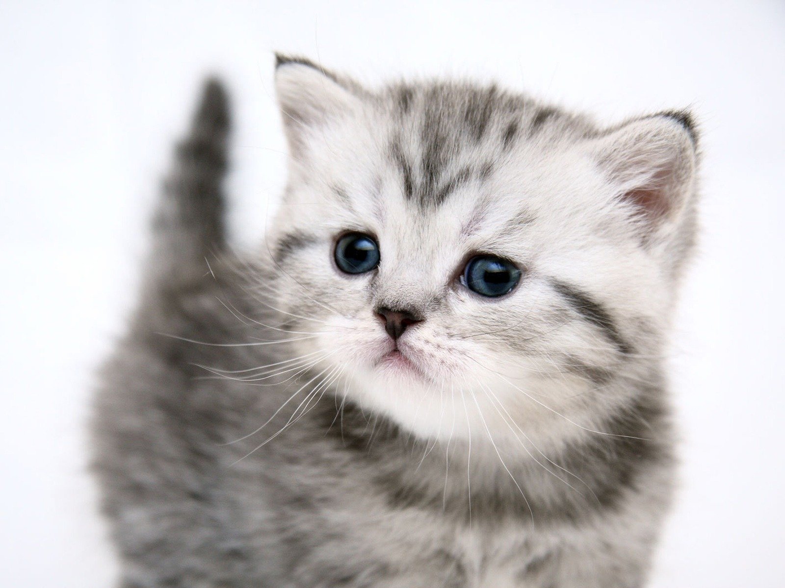 white, Cats, Blue, Eyes, Kittens Wallpaper