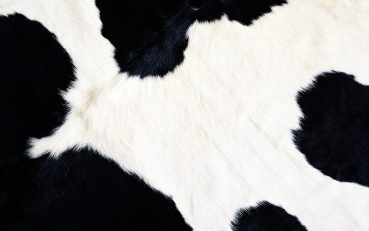 animals, Fur, Textures, Cows HD Wallpaper Desktop Background