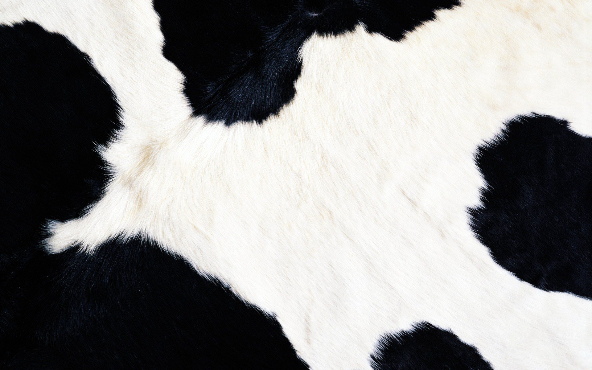 animals, Fur, Textures, Cows Wallpaper