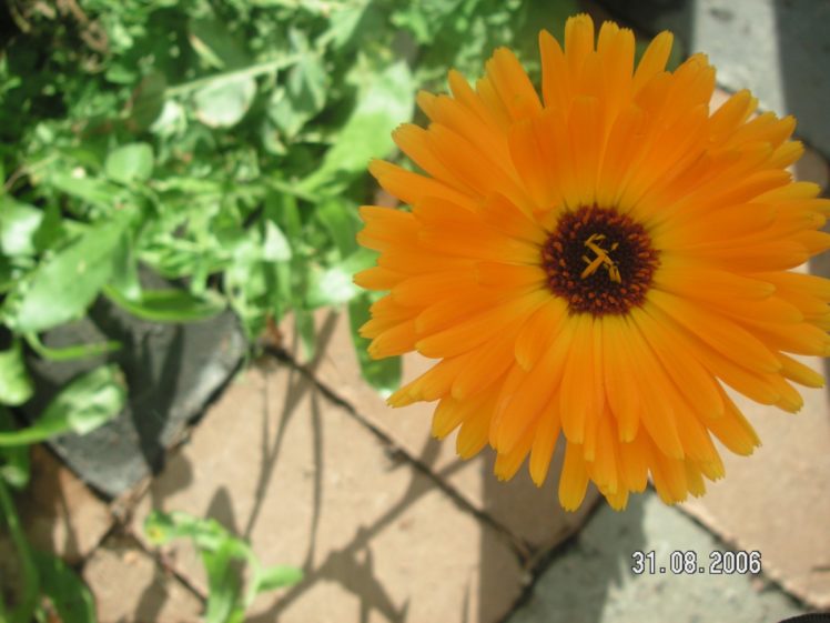flowers, Marigold, Orange, Flowers HD Wallpaper Desktop Background