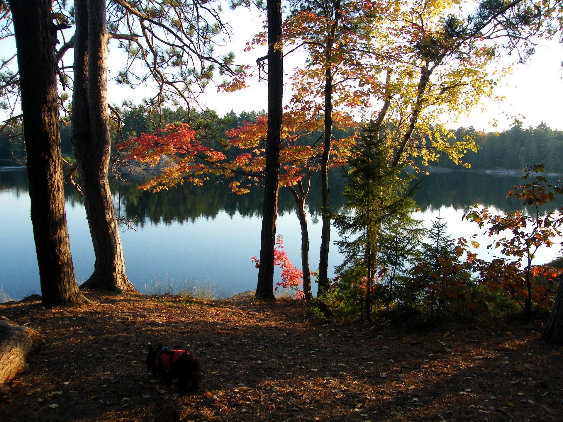 landscapes, Nature, Trees, Lakes, Rivers Wallpaper