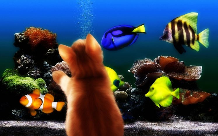 animals, Cats, Kittens, Fishes, Aquarium, Sea, Life, Underwater, Colors, Bright, Cartoons, Cute HD Wallpaper Desktop Background