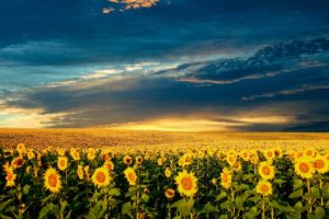 fields, Skyscapes, Sunflowers