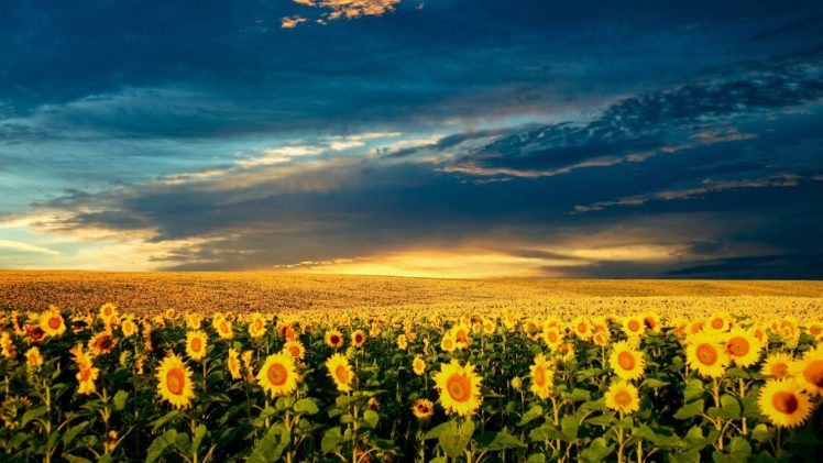 fields, Skyscapes, Sunflowers HD Wallpaper Desktop Background