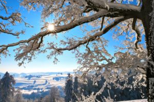 nature, Landscapes, Trees, Scenic, View, Winter, Snow, Seasons, Mountains, Hills, Cold, Fields, Sky, Sun, Sunlight, Bark