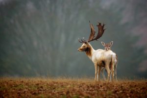 elk, Animals, Nature, Landscapes, Trees, Fields, Grass, Wildlife, Babies, Fawn, Horns, Antlers