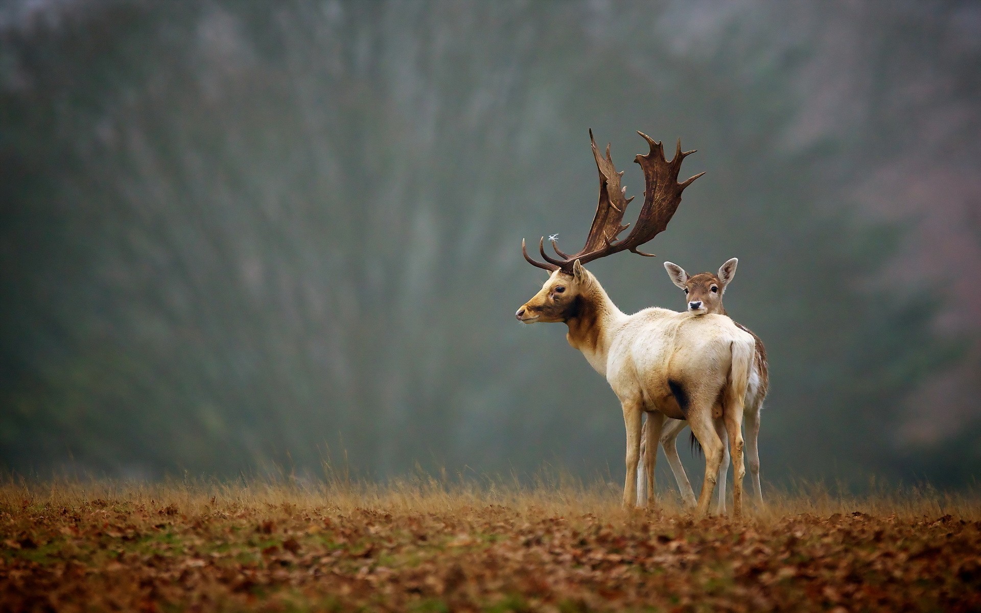 elk, Animals, Nature, Landscapes, Trees, Fields, Grass, Wildlife, Babies, Fawn, Horns, Antlers Wallpaper