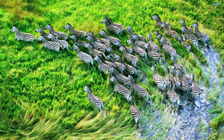 zebras, Animals, Africa, Landscapes, Wildlife, Grass, Water, Wet, Stripes, Black, White, Herd, Motion, Run, Color HD Wallpaper Desktop Background