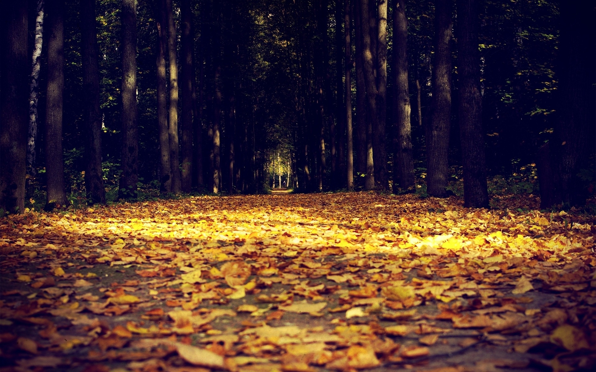 nature, Leaves, Trees, Forests, Autumn, Fall, Seasons, Tunnels, Sunlight, Color, Path, Roads, Sidewalk, Park, Macro Wallpaper