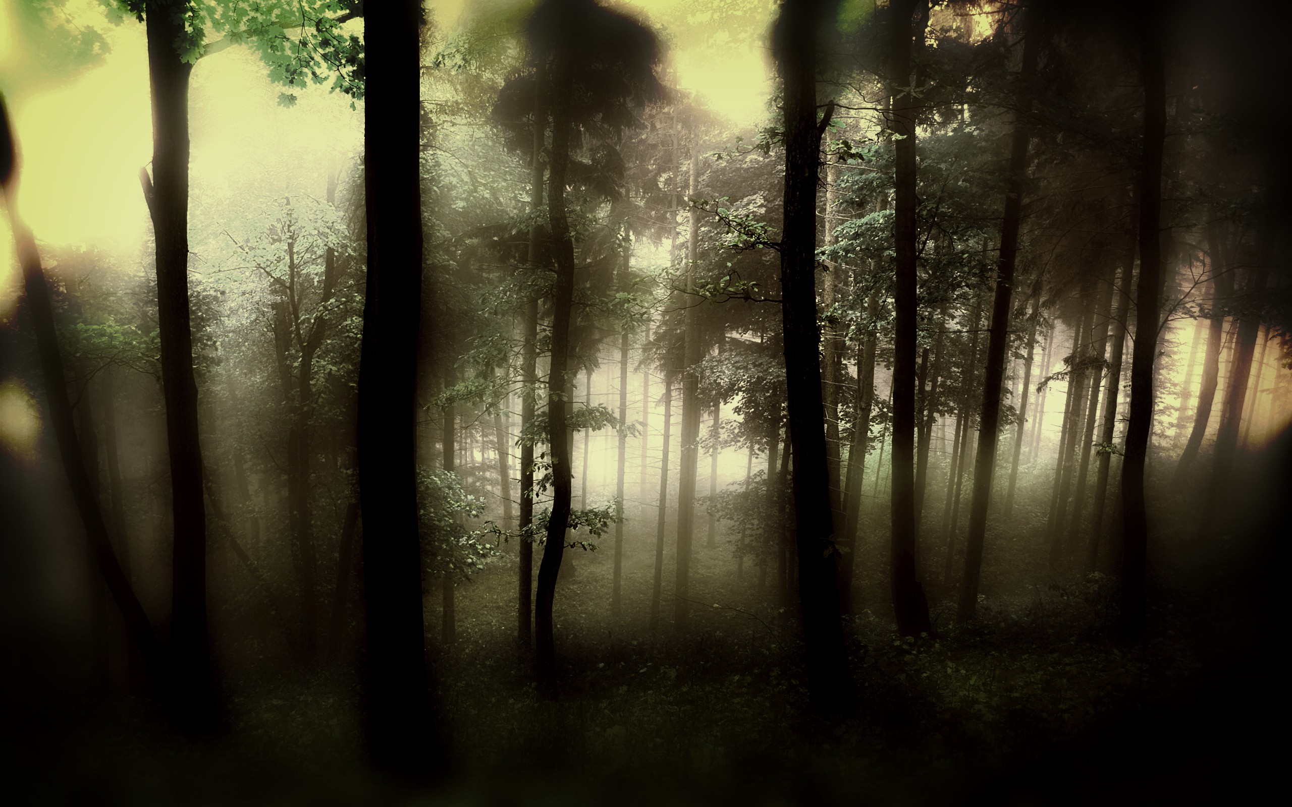 blury, Forest Wallpaper