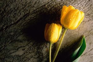 flowers, Tulips, Yellow, Flowers