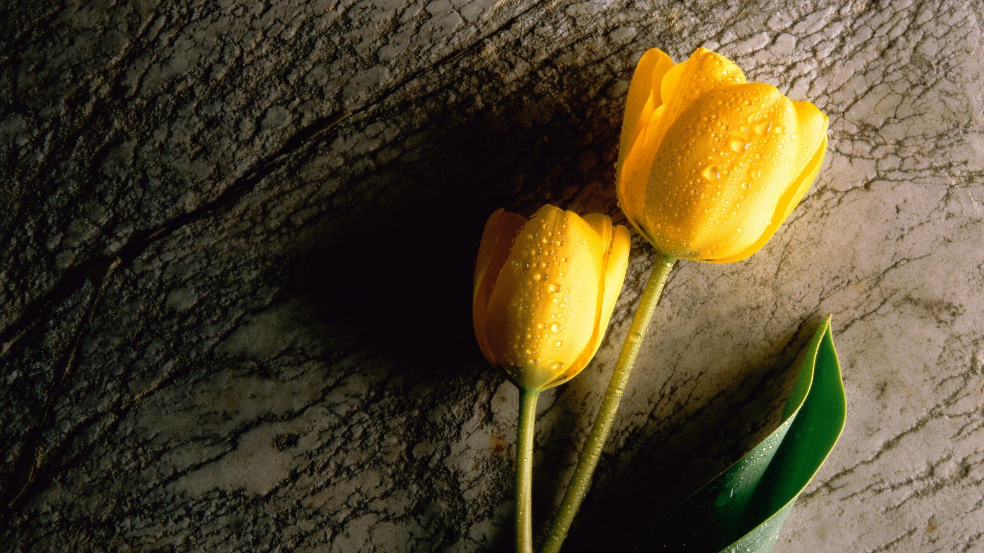 flowers, Tulips, Yellow, Flowers Wallpaper