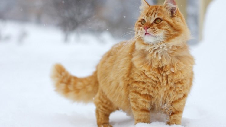 snow, Cats, Animals HD Wallpaper Desktop Background