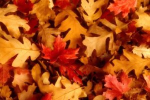 leaves, Utah, Oak, Fallen, Leaves