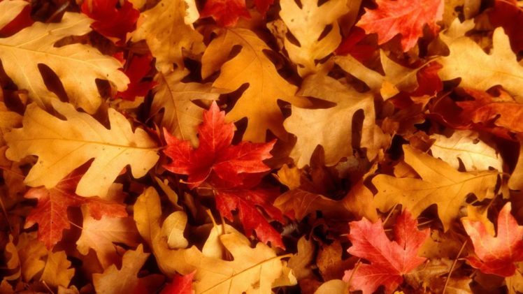 leaves, Utah, Oak, Fallen, Leaves HD Wallpaper Desktop Background