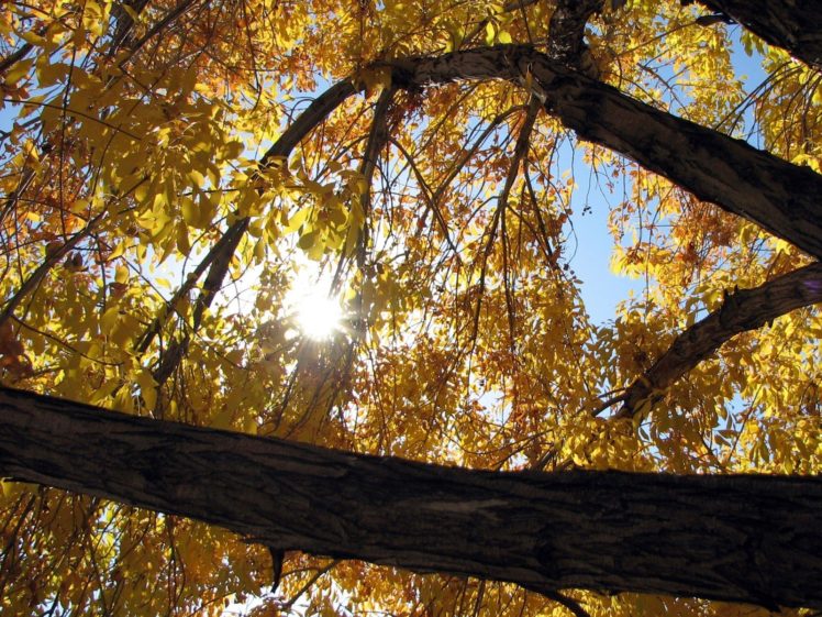 nature, Sun, Autumn HD Wallpaper Desktop Background