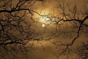 harvest, Moon, Skyscapes, Branches