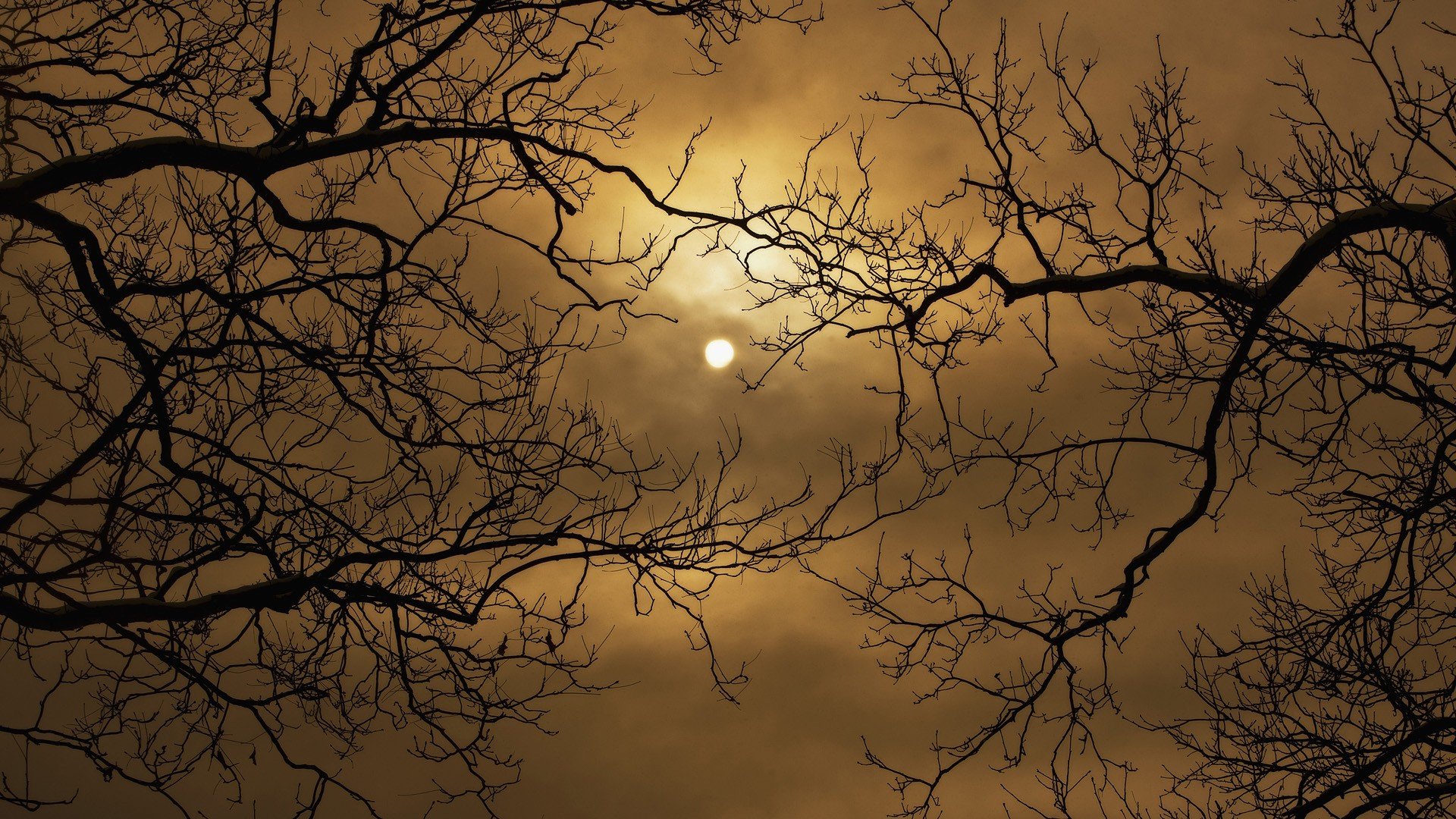 harvest, Moon, Skyscapes, Branches Wallpaper