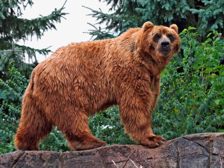animals, Bears HD Wallpaper Desktop Background