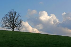 clouds, Landscapes, Nature, Trees