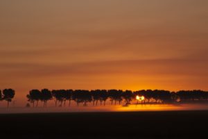 sunset, Landscapes, Nature, Trees, Silhouettes, Fog